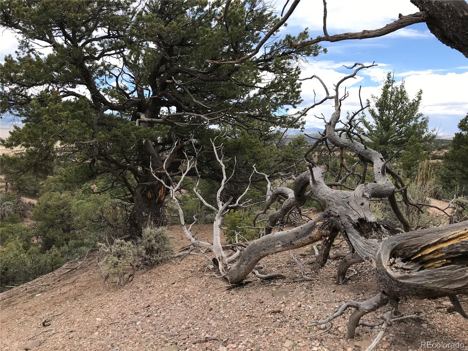 123 Mitchell Road Fort Garland, CO 81133 - Photo 36 of 40 a view of an outdoor space with a tree