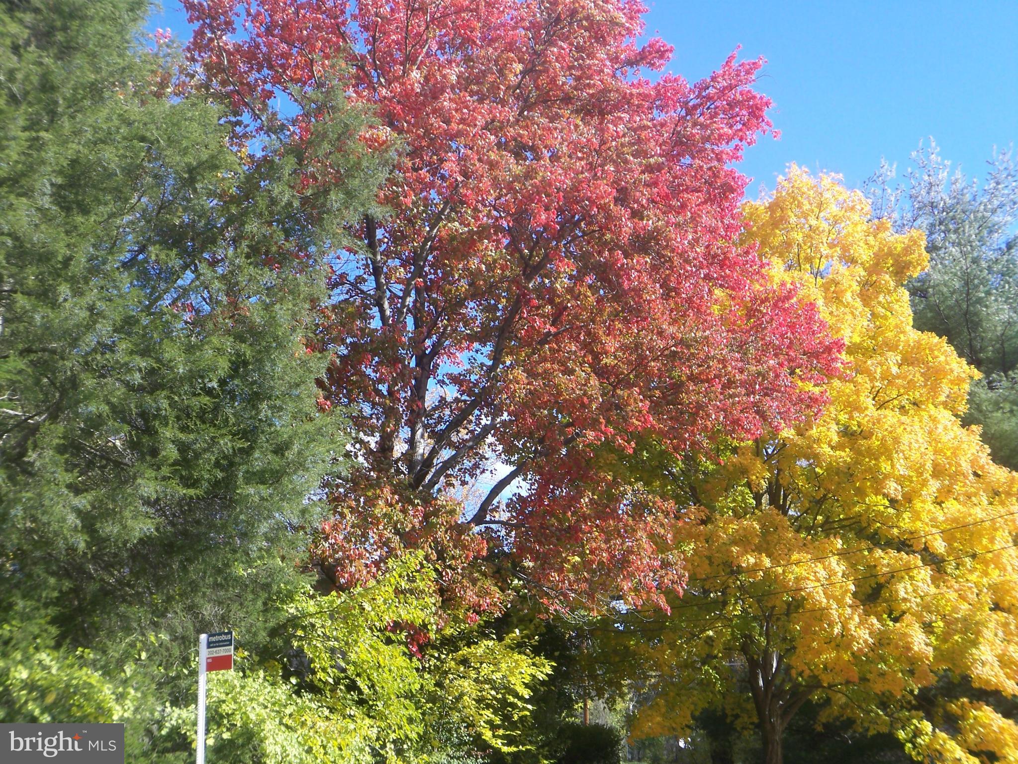 6221 Tyner Street Springfield, VA 22152 - Photo 45 of 56 Beautiful fall colors in Keene Mill Manor