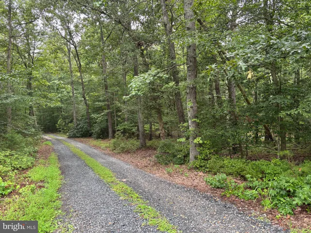 a view of a forest with trees in the background