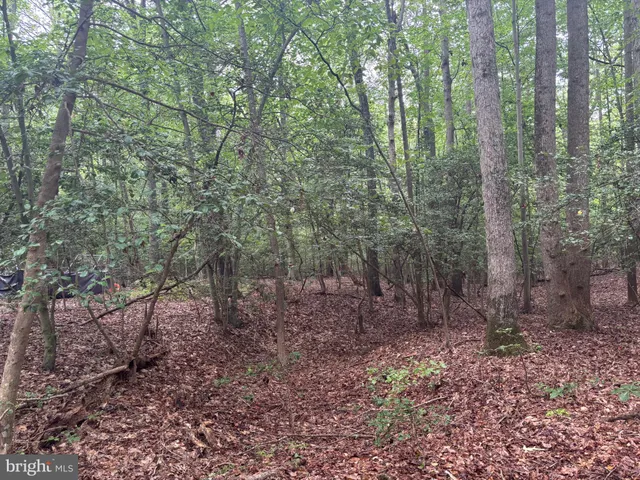 a view of a forest with trees