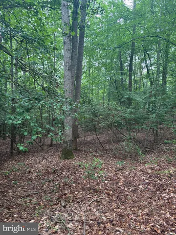 a view of a forest that has large trees