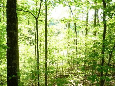0 Cliffview Estates Road Zoe, KY 41397 - Photo 1 of 4 Photo 1