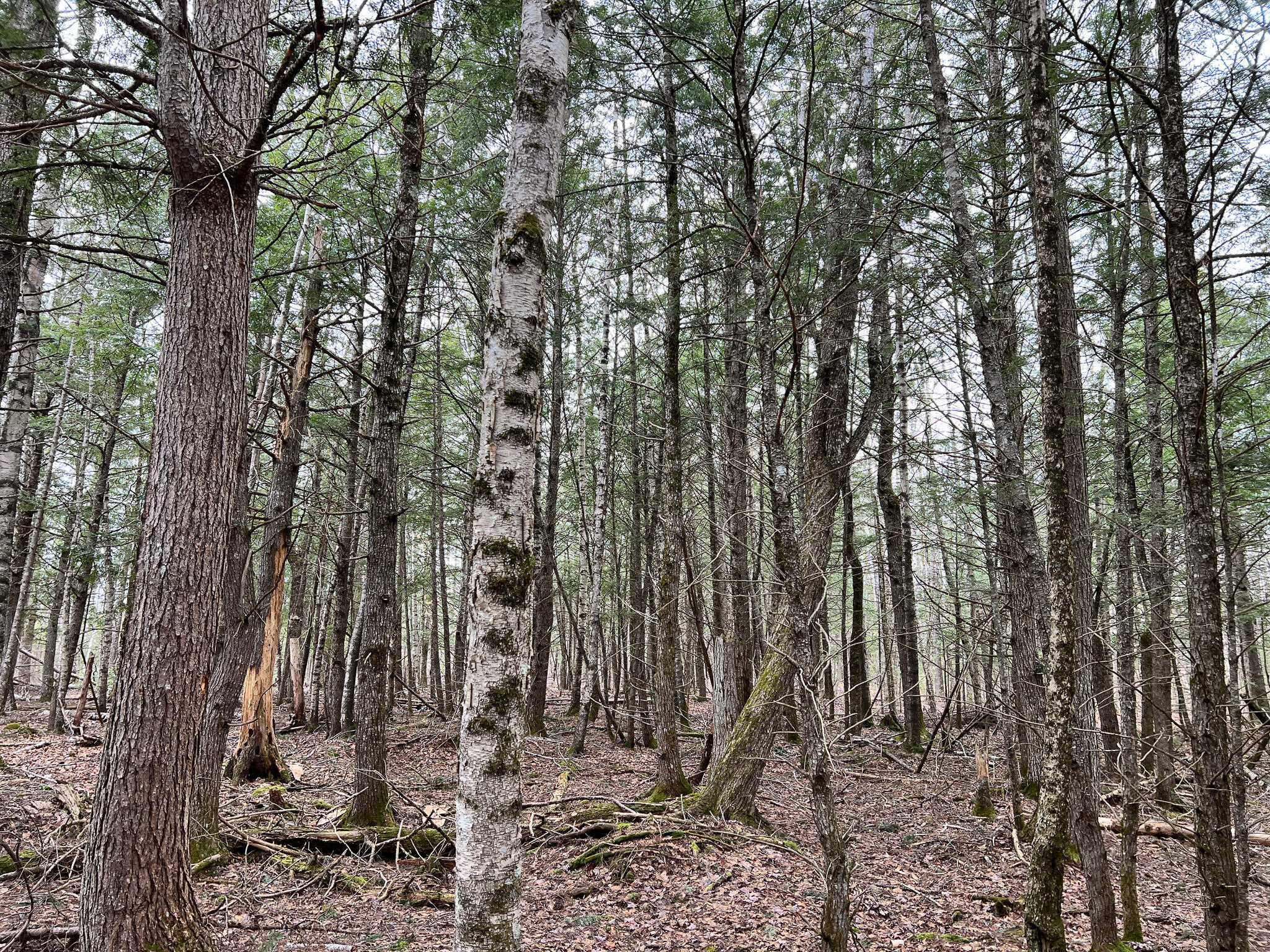 M2-l59-4 Dixmont Road Etna, ME 04434 - Photo 12 of 29 IMG_3327