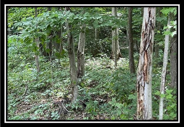 828 Whetstone Road, Unit TRACT 1 Bainbridge, OH 45612 - Photo 29 of 32 image029