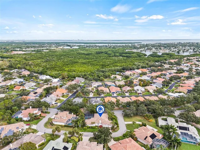 a view of a yard with plants and palm trees