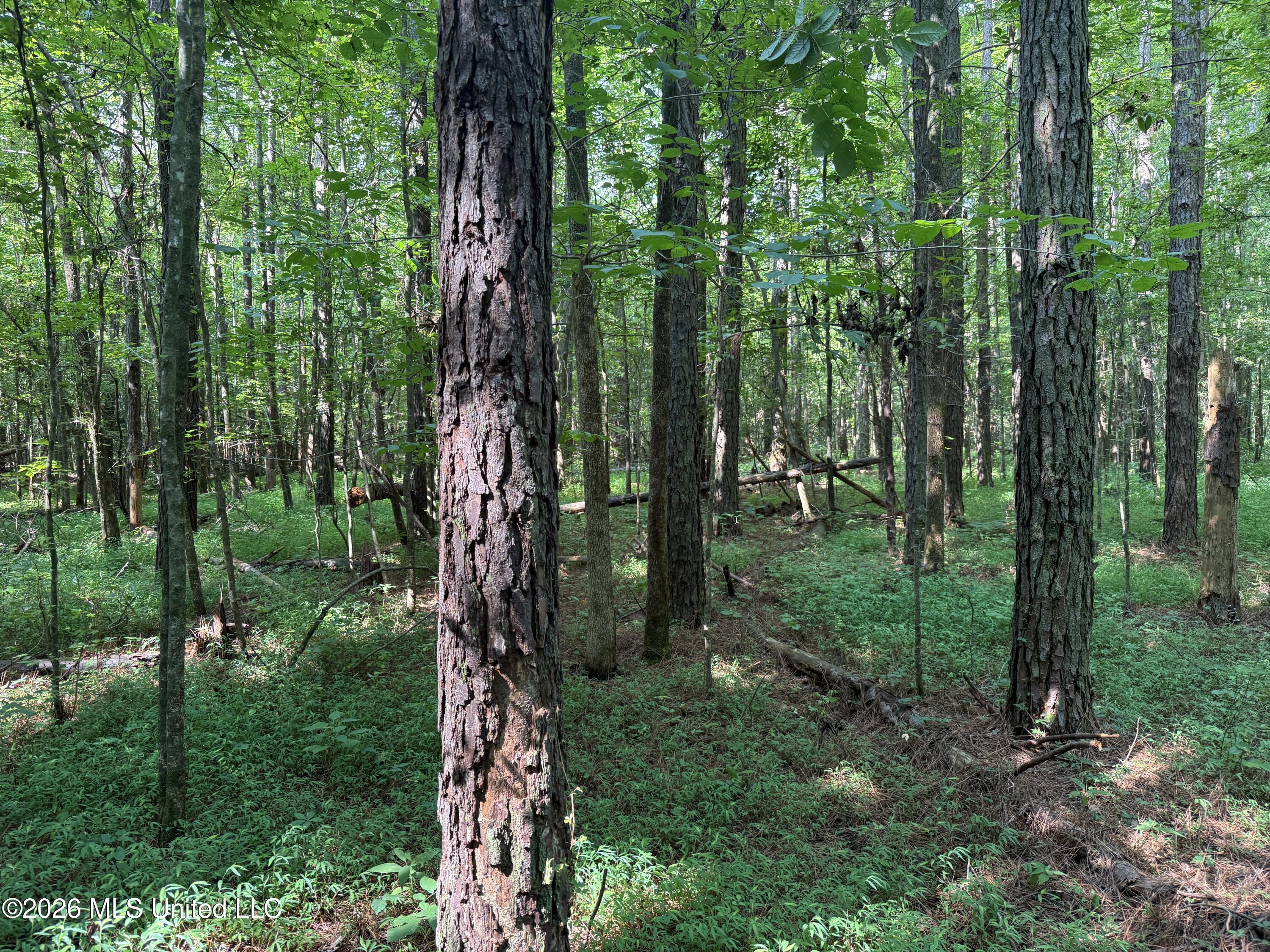 Monte Vista Road Eupora, MS 39744 - Photo 37 of 54 IMG_6401