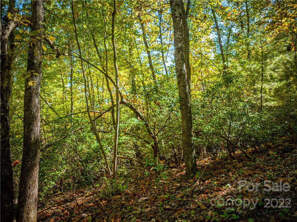 5 B Fox Tower Road, Unit 5B Brevard, NC 28712 - Photo 11 of 20 Gallery Image 11