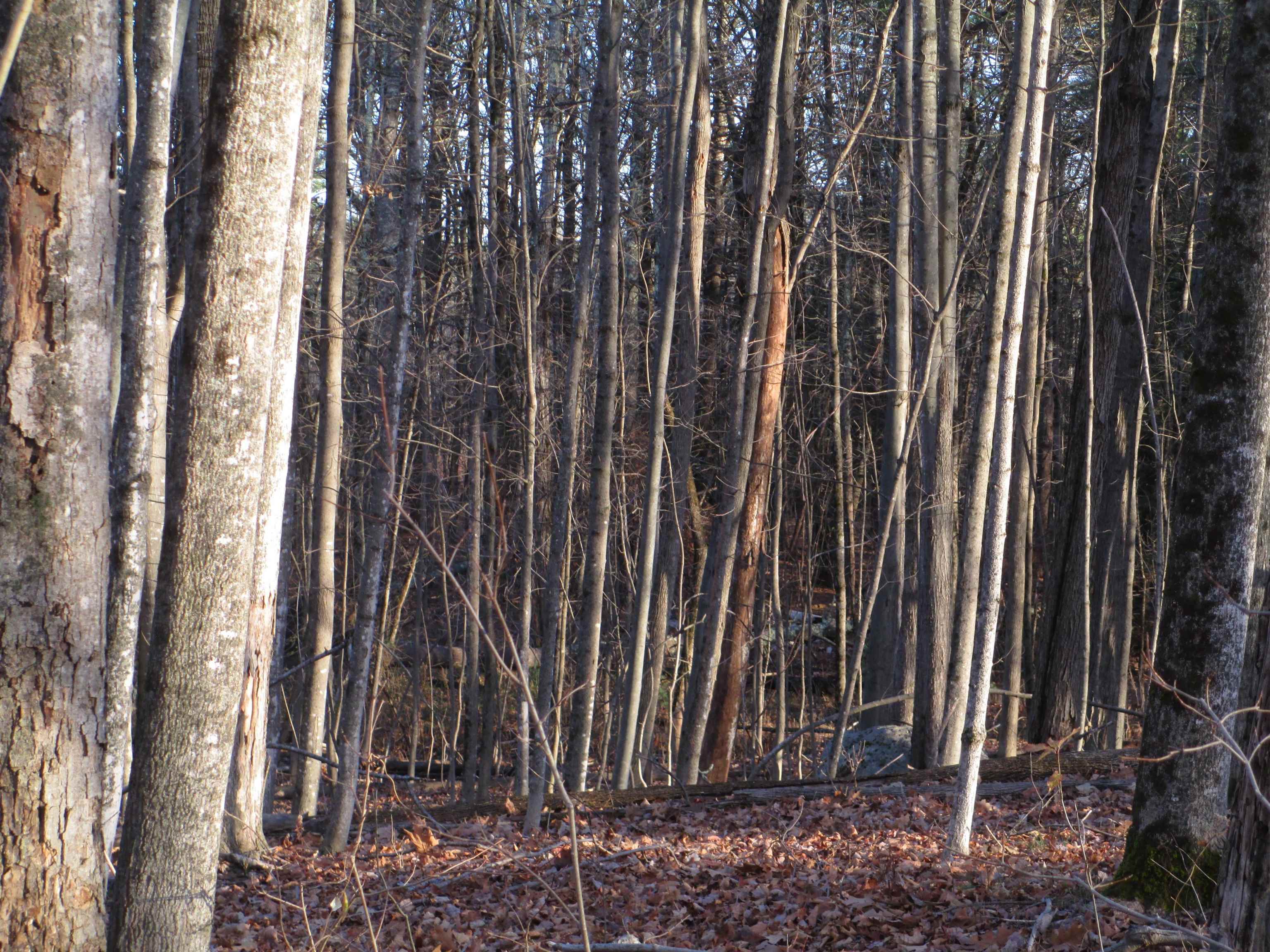 2-47 Old Amherst Road Mont Vernon, NH 03057 - Photo 3 of 7