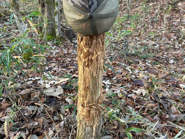 $231,000 | Perry Creek Road, Yazoo City, MS 39194