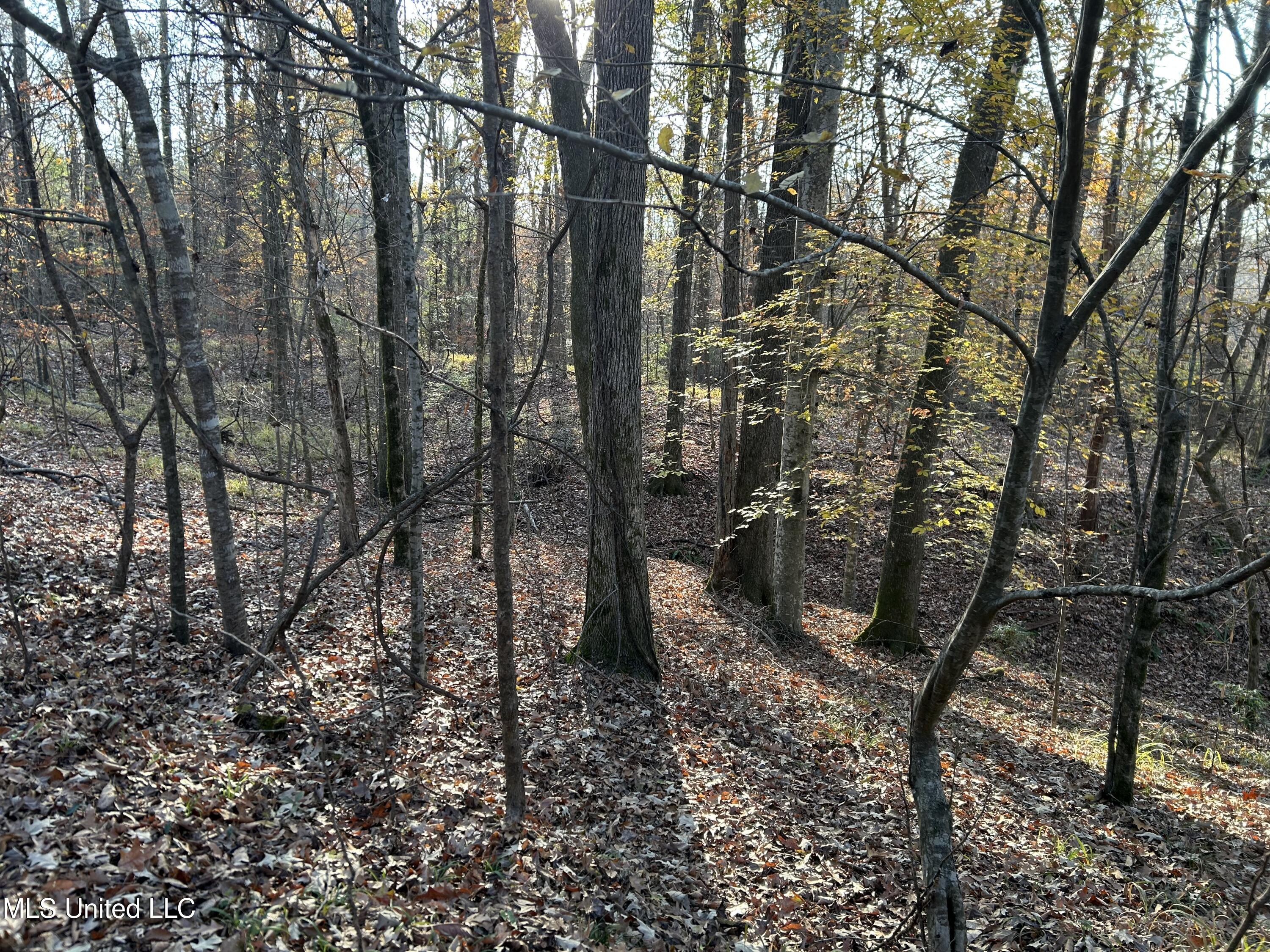 Perry Creek Road Yazoo City, MS 39194 - Photo 14 of 56 14