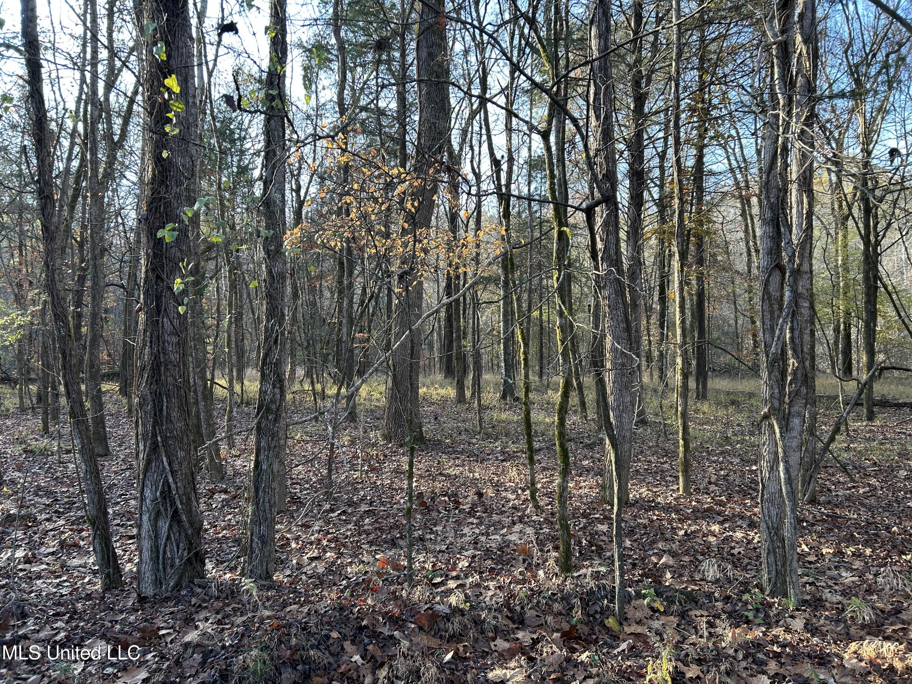 Perry Creek Road Yazoo City, MS 39194 - Photo 21 of 56 Photo Dec 12 2025, 8 29 15 AM