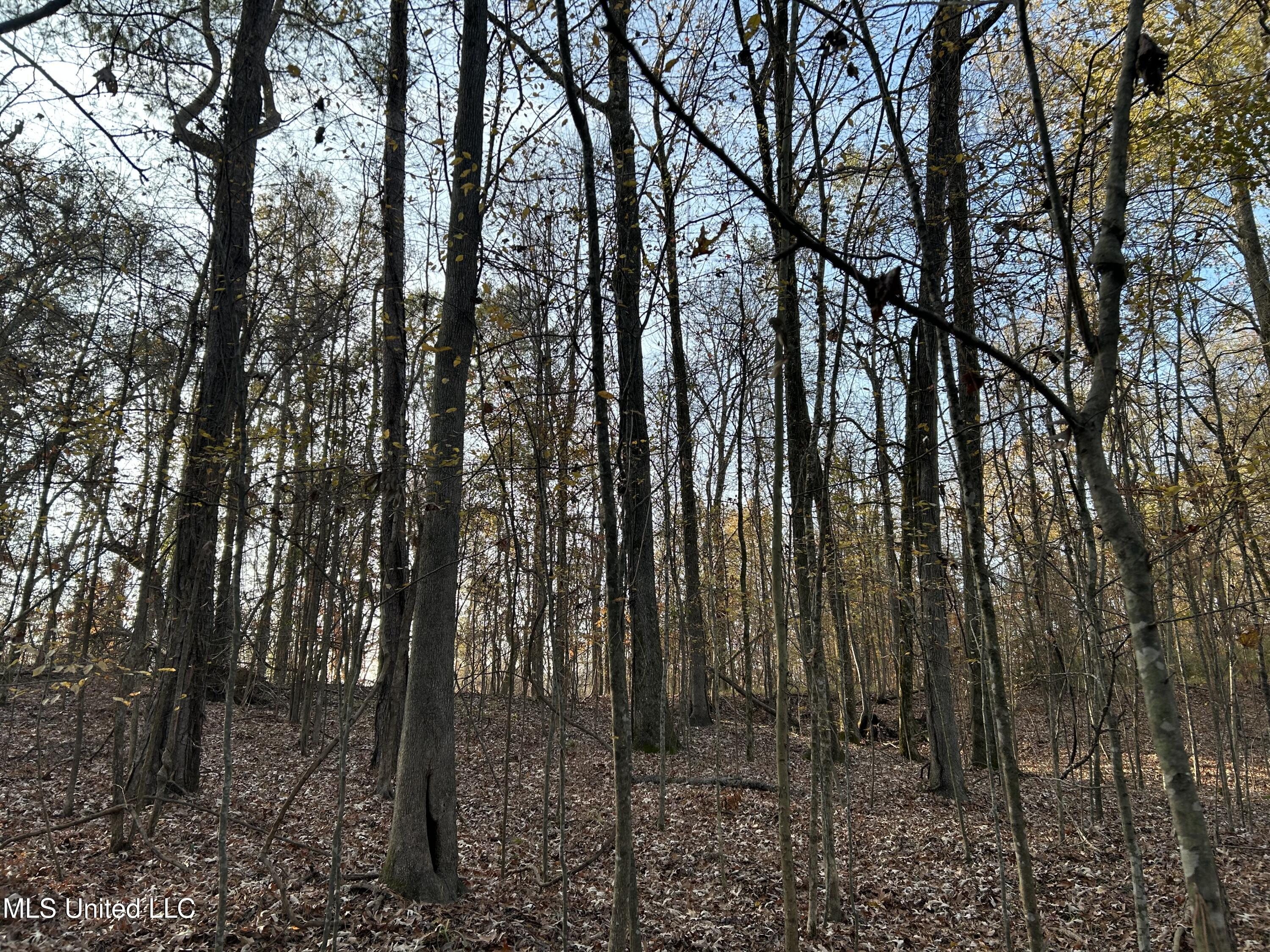 Perry Creek Road Yazoo City, MS 39194 - Photo 29 of 56 Photo Dec 12 2025, 8 37 17 AM