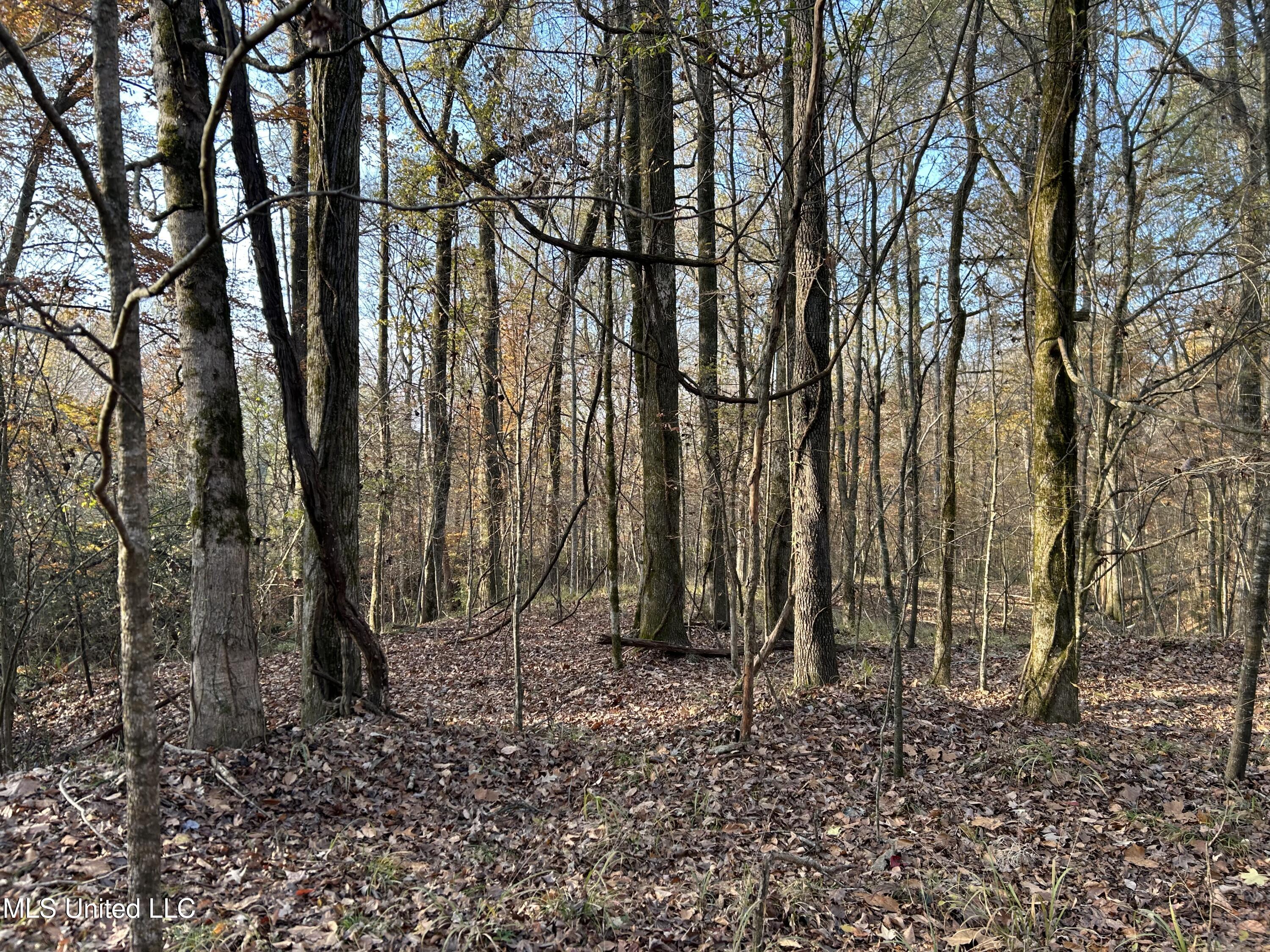 Perry Creek Road Yazoo City, MS 39194 - Photo 34 of 56 Photo Dec 12 2025, 8 39 27 AM