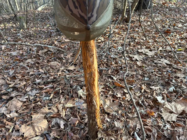 $231,000 | Perry Creek Road, Yazoo City, MS 39194