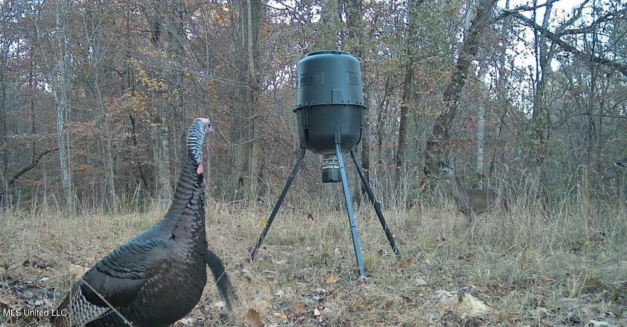 Perry Creek Road Yazoo City, MS 39194 - Photo 46 of 56 image0000