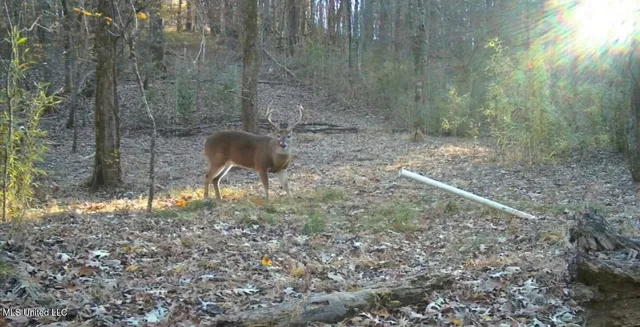 $231,000 | Perry Creek Road, Yazoo City, MS 39194