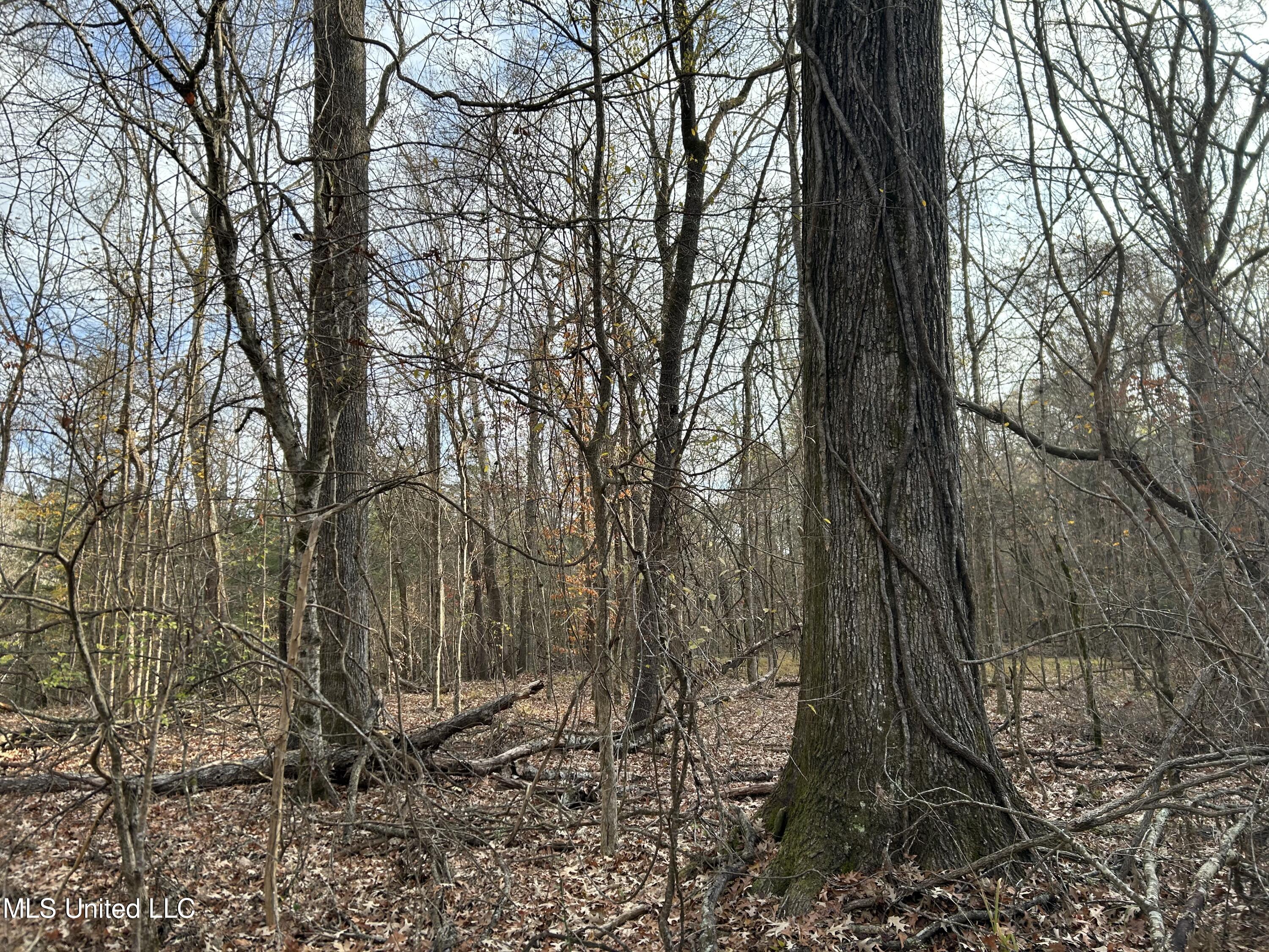 Perry Creek Road Yazoo City, MS 39194 - Photo 9 of 56 9