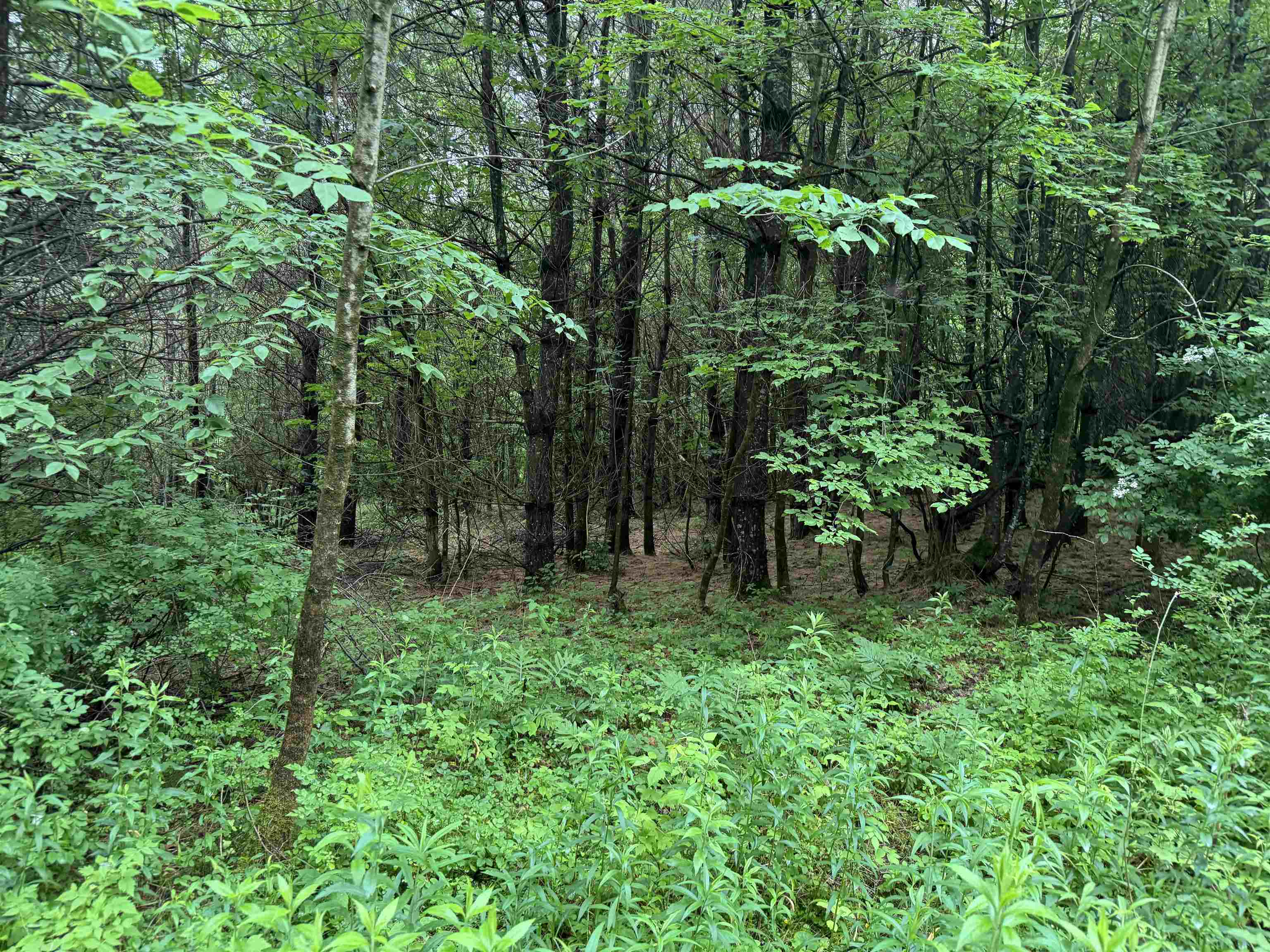 0 Skiparee Road North Pownal, VT 05260 - Photo 17 of 42