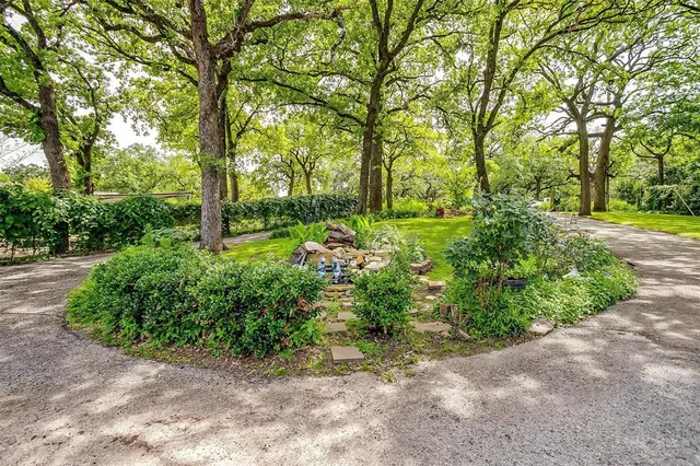 a view of yard with small plants and trees