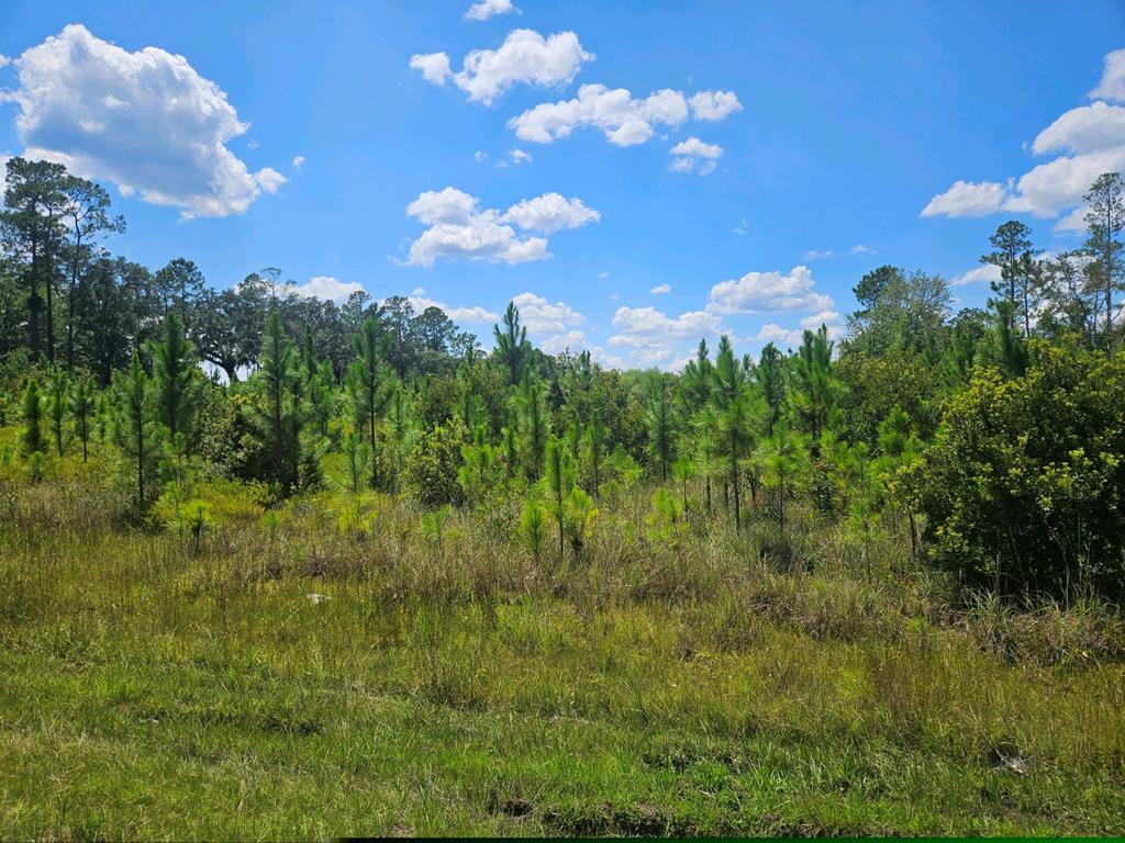 0 Upper Grand Bay Road Naylor, GA 31641 - Photo 1 of 1 Gallery Image 1