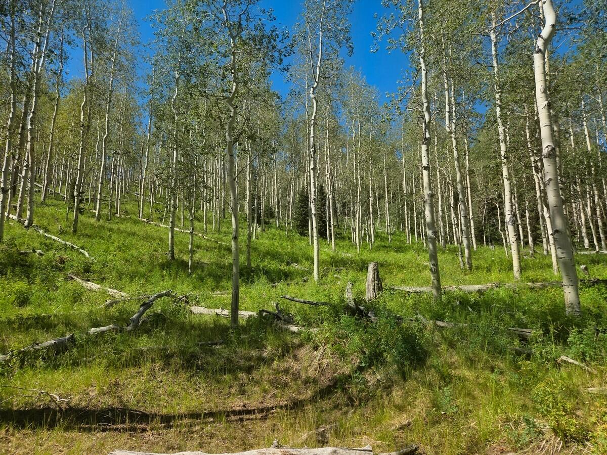 40 Acres Summit Mountain Road Brian Head, UT 84719 - Photo 11 of 32 Of the Property8