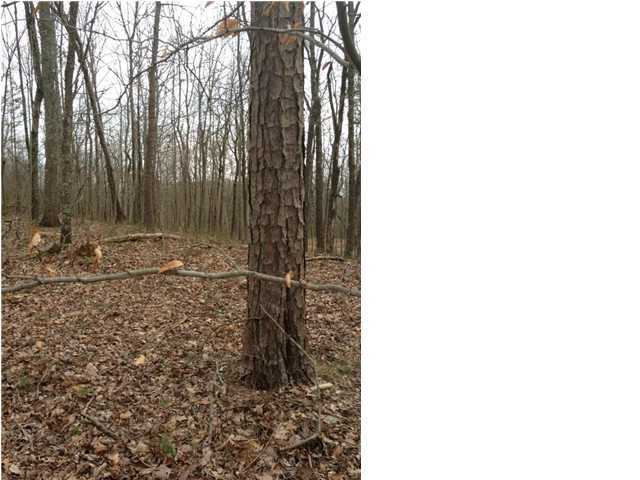 8 Old Harris Turnpike Road, Unit 8 Jasper, TN 37347 - Photo 5 of 8 Additional Photo