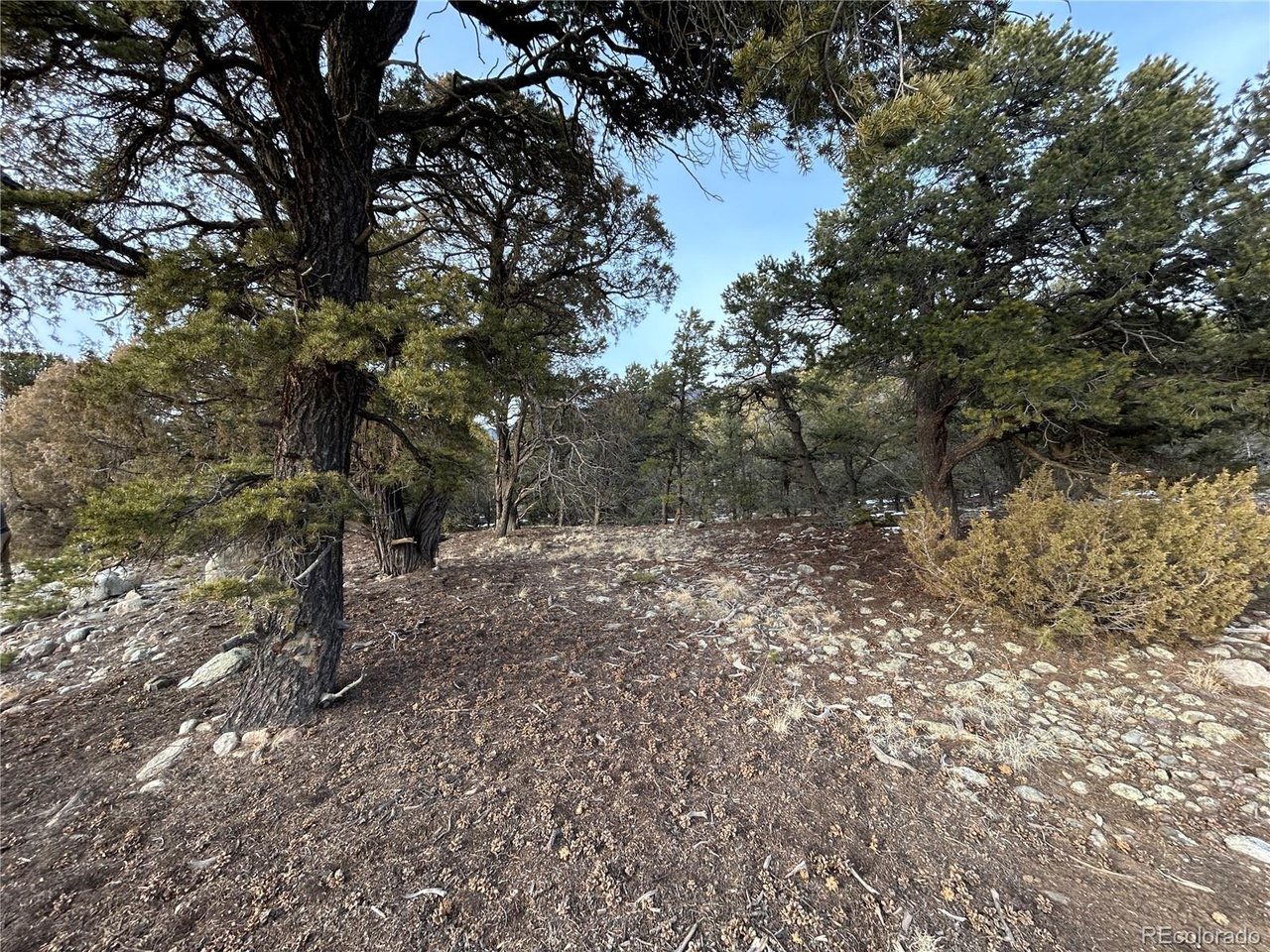 3593 Splendid Way Crestone, CO 81131 - Photo 5 of 8 a view of a forest with trees in the background