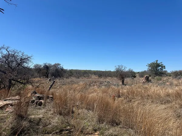 a view of a bunch of trees in a field