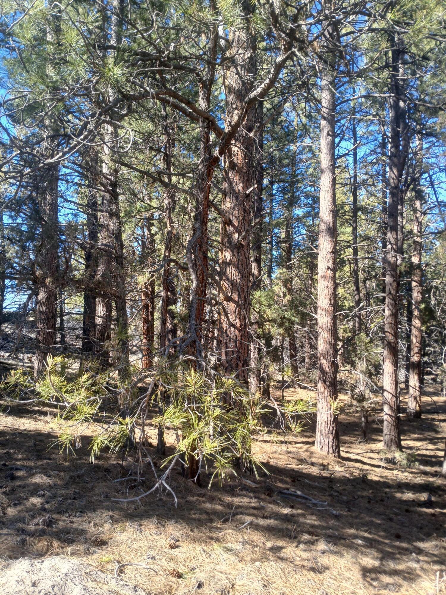 0 Drews Road Chiloquin, OR 97624 - Photo 4 of 14 20250324_153420
