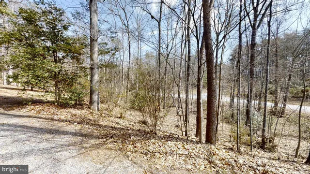 a view of a backyard with trees