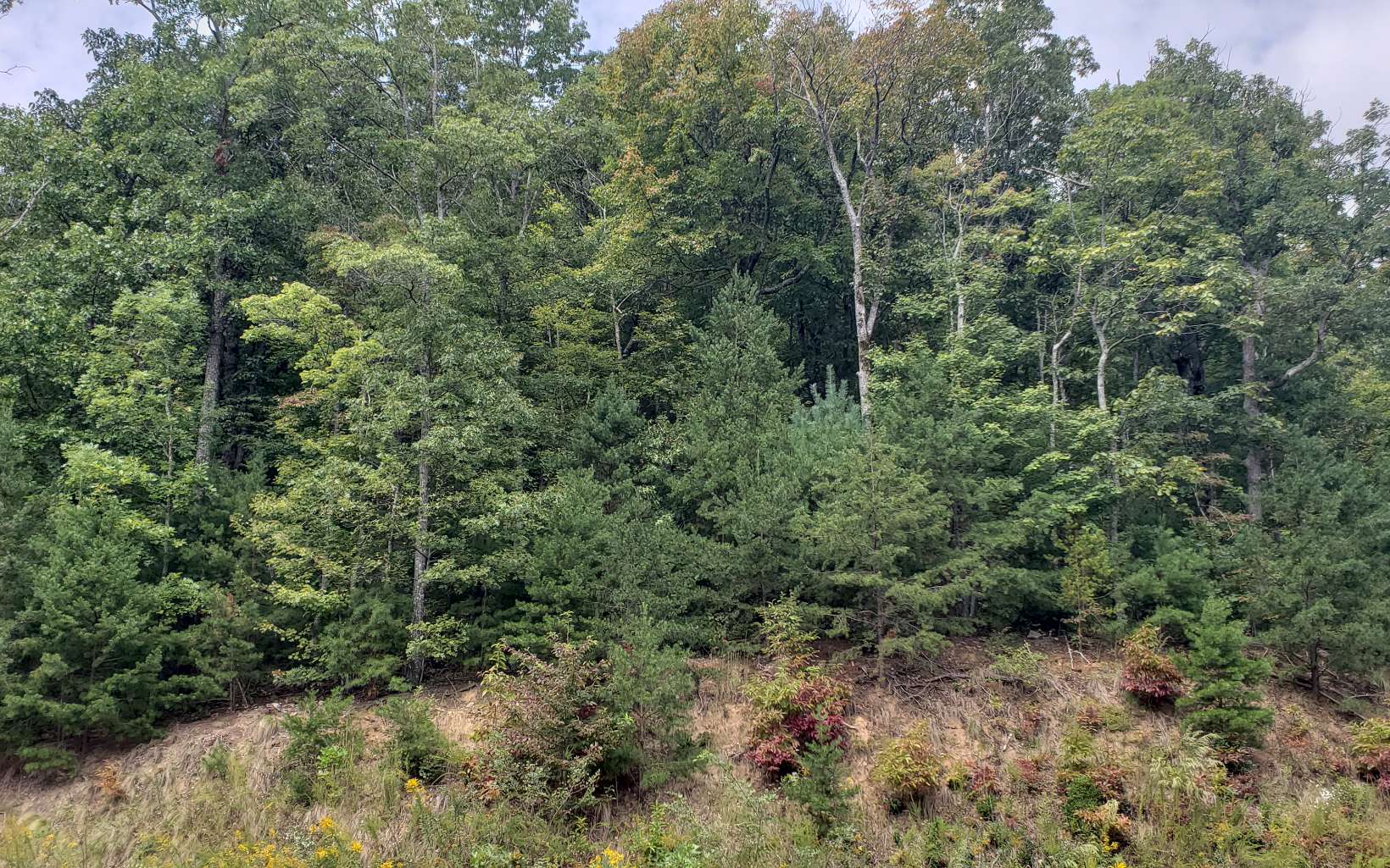 Lt258 Andes Ridge Jasper, GA 30143 - Photo 1 of 1 Main View