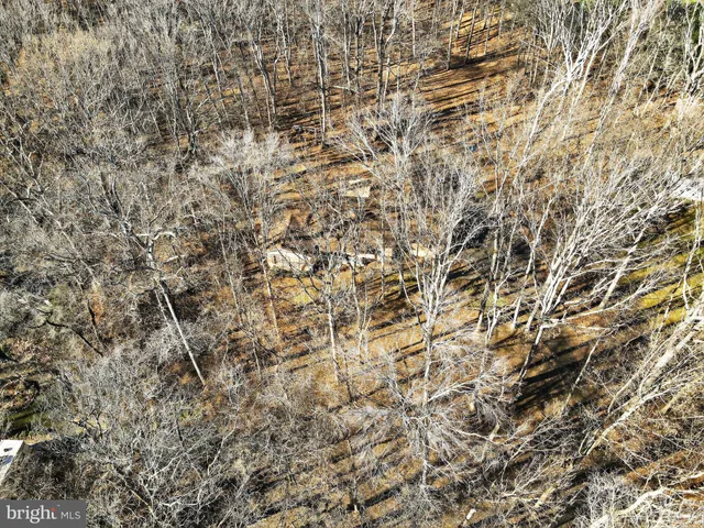 a view of a forest with a tree