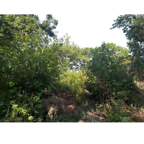 a black and white photo of a forest