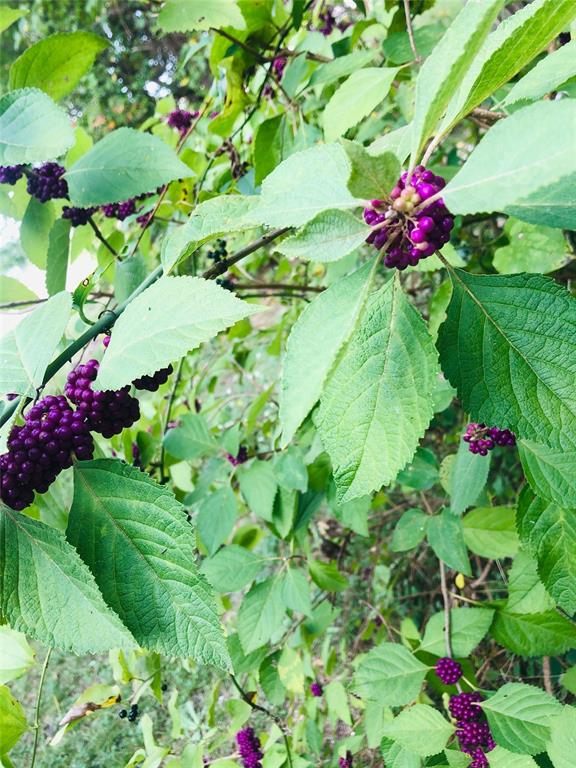 2024 Blue Ridge Drive Cedar Hill, TX 75104 - Photo 9 of 10