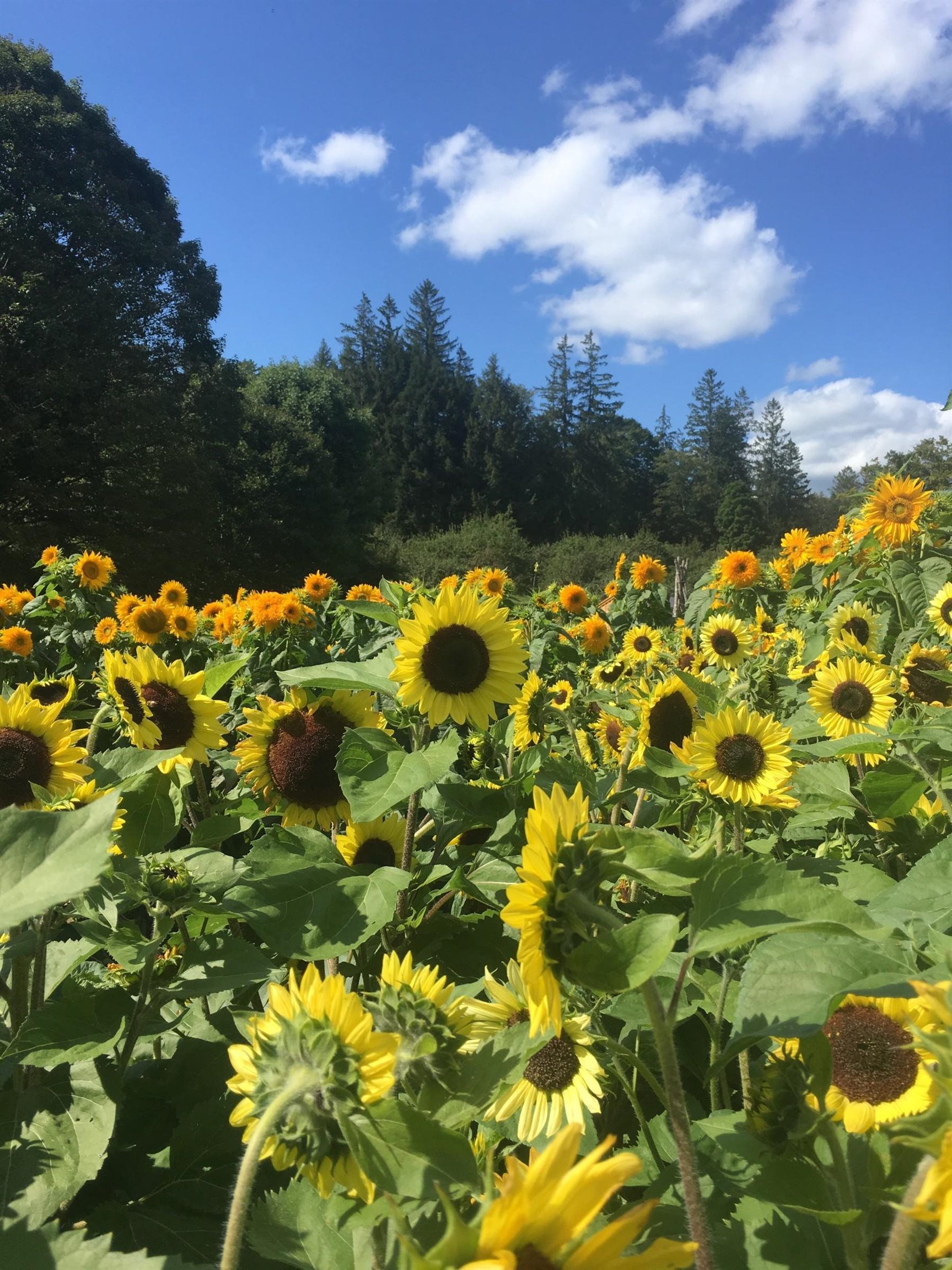 1362 Barnard Road Woodstock, VT 05091 - Photo 58 of 60