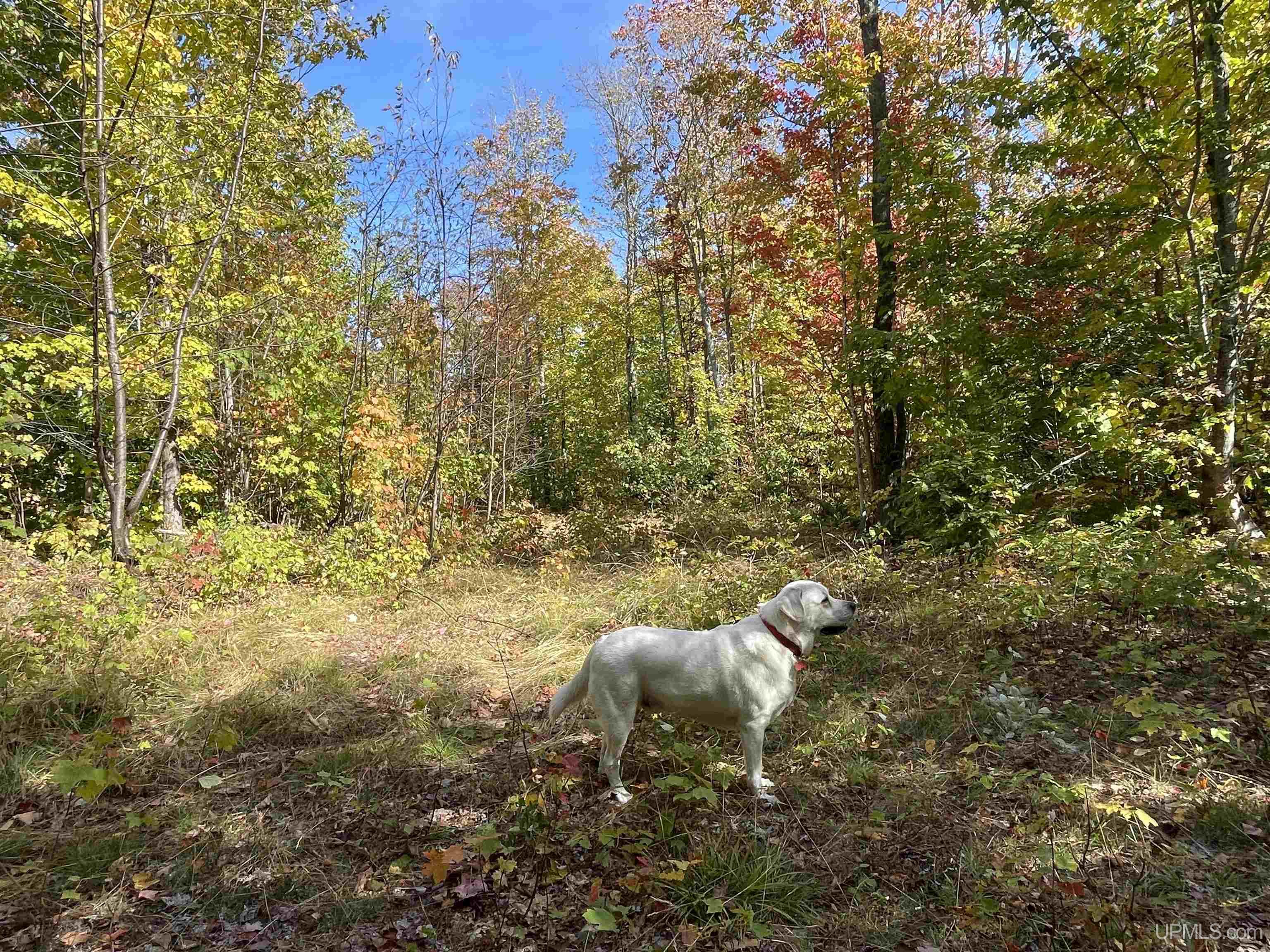 160 Acres Off H-58 Road Seney, MI 49883 - Photo 1 of 26