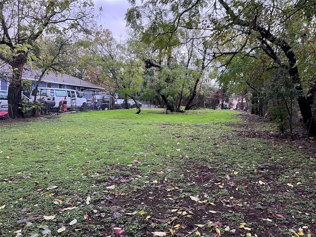 a view of a yard with plants and large trees