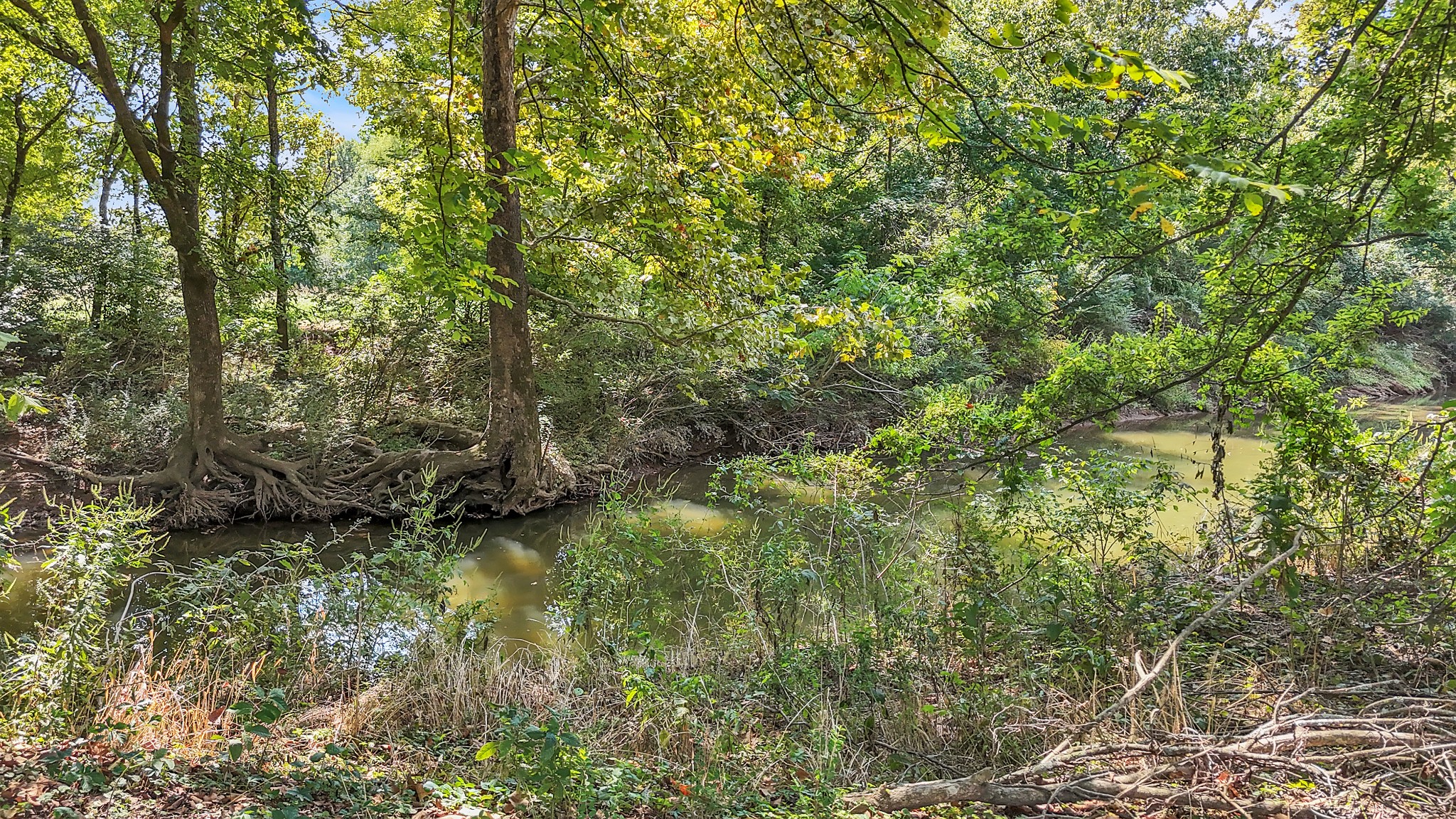 3848 Kedron Road Spring Hill, TN 37174 - Photo 31 of 33 a view of a forest