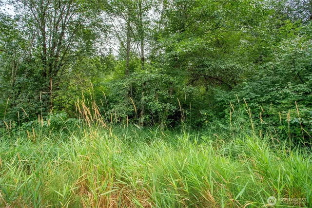 a view of a lush green space