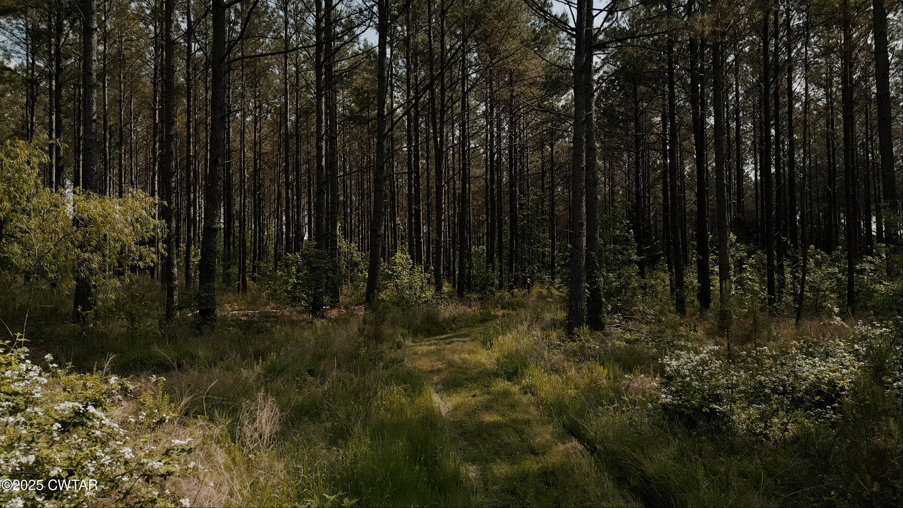0 Riverside Drive Jackson, TN 38301 - Photo 8 of 14 a view of backyard with green space