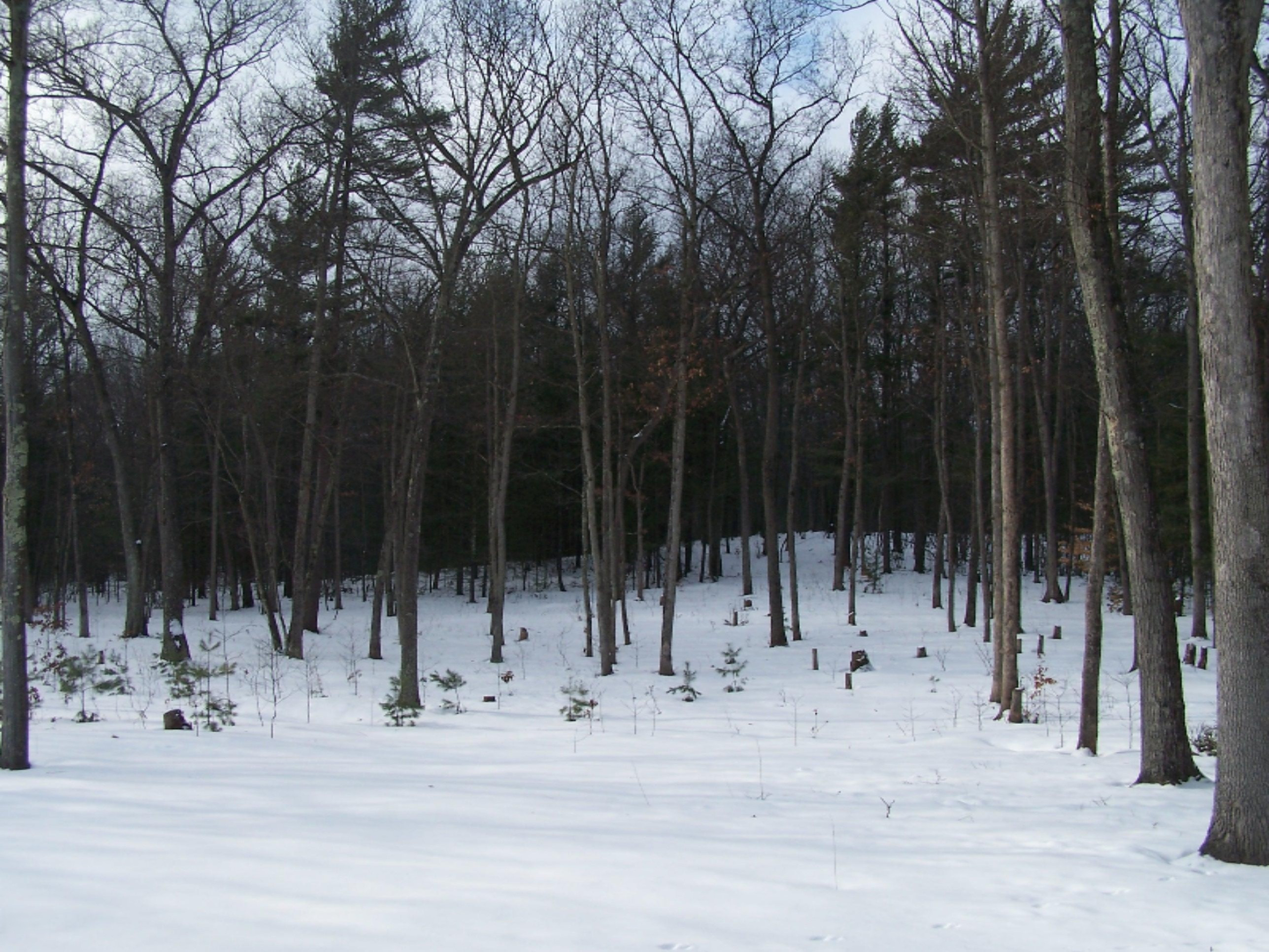 3175 Russell Road Muskegon, MI 49445 - Photo 31 of 31 100_9992