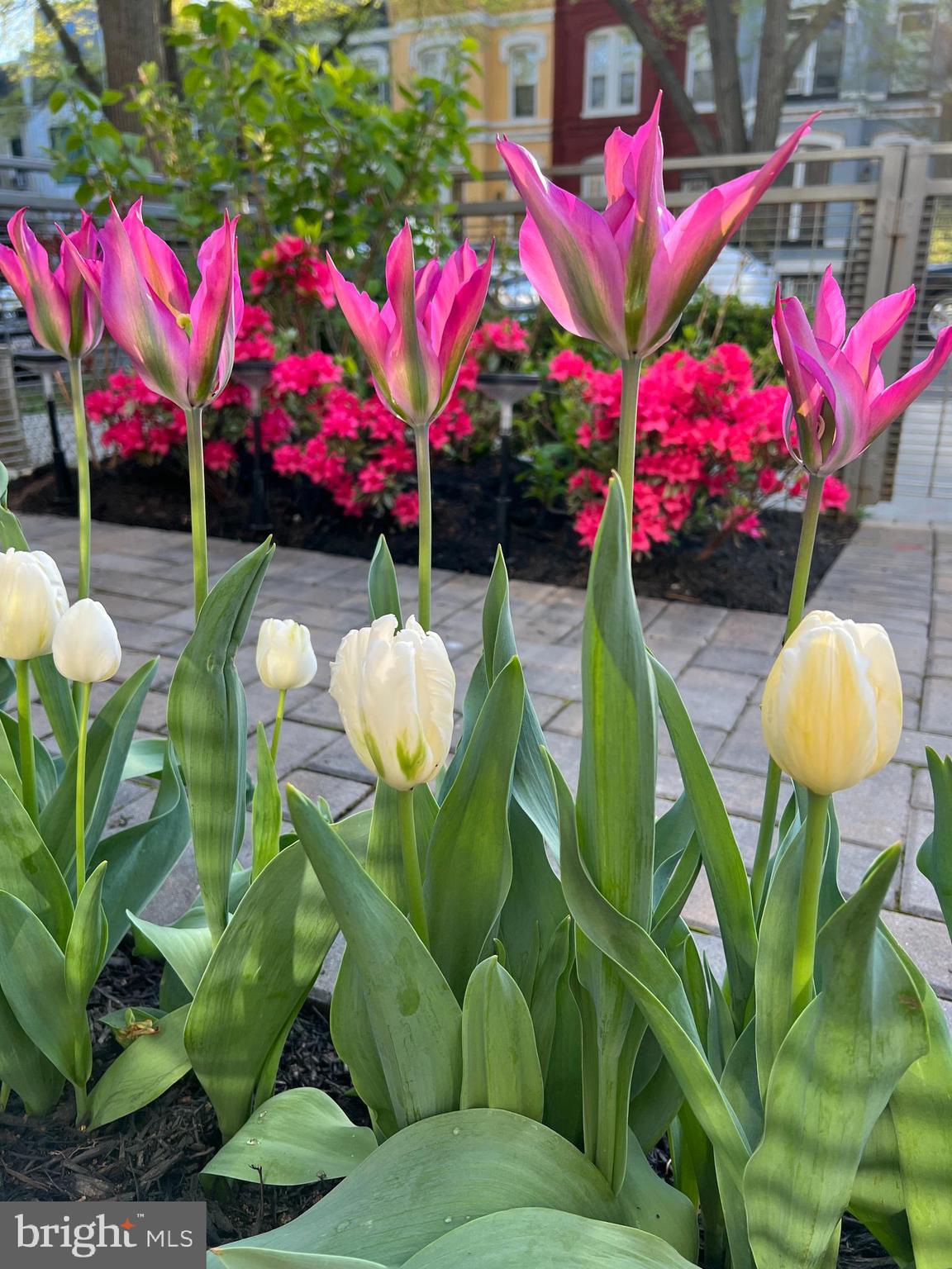 1143 5th Street Northeast, Unit 1 Washington, DC 20002 - Photo 34 of 54 a view of a flower in a yard