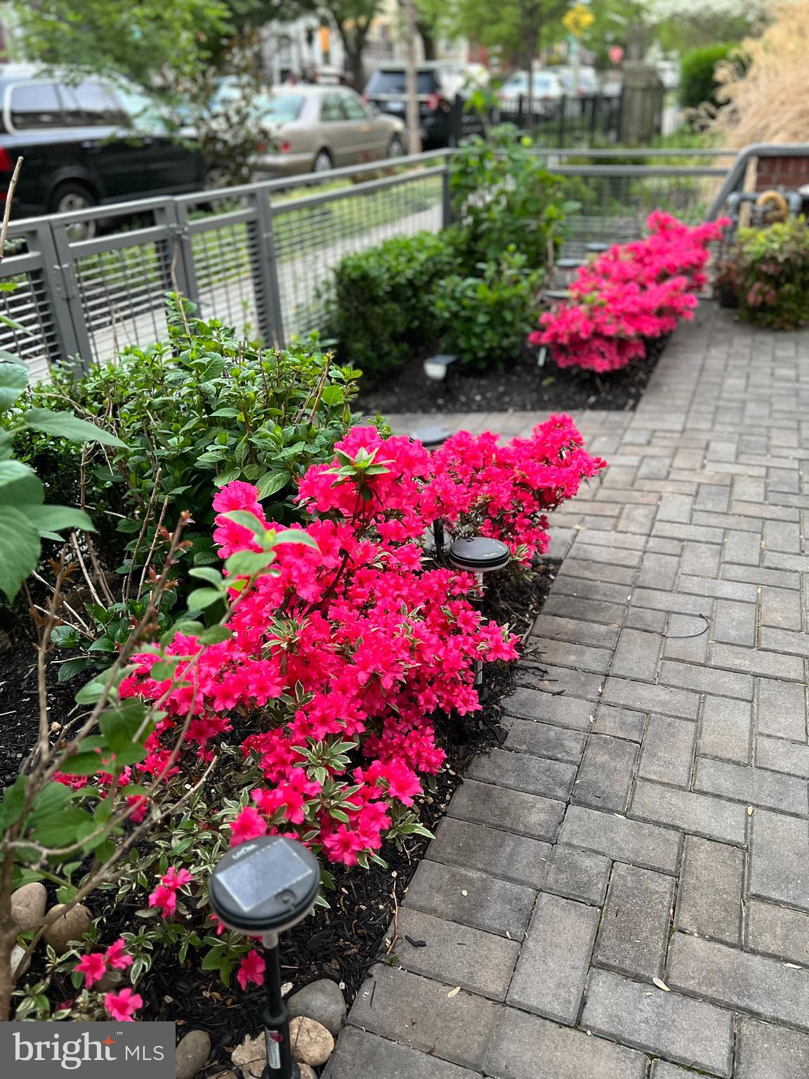 1143 5th Street Northeast, Unit 1 Washington, DC 20002 - Photo 36 of 54 a view of a flower in a yard