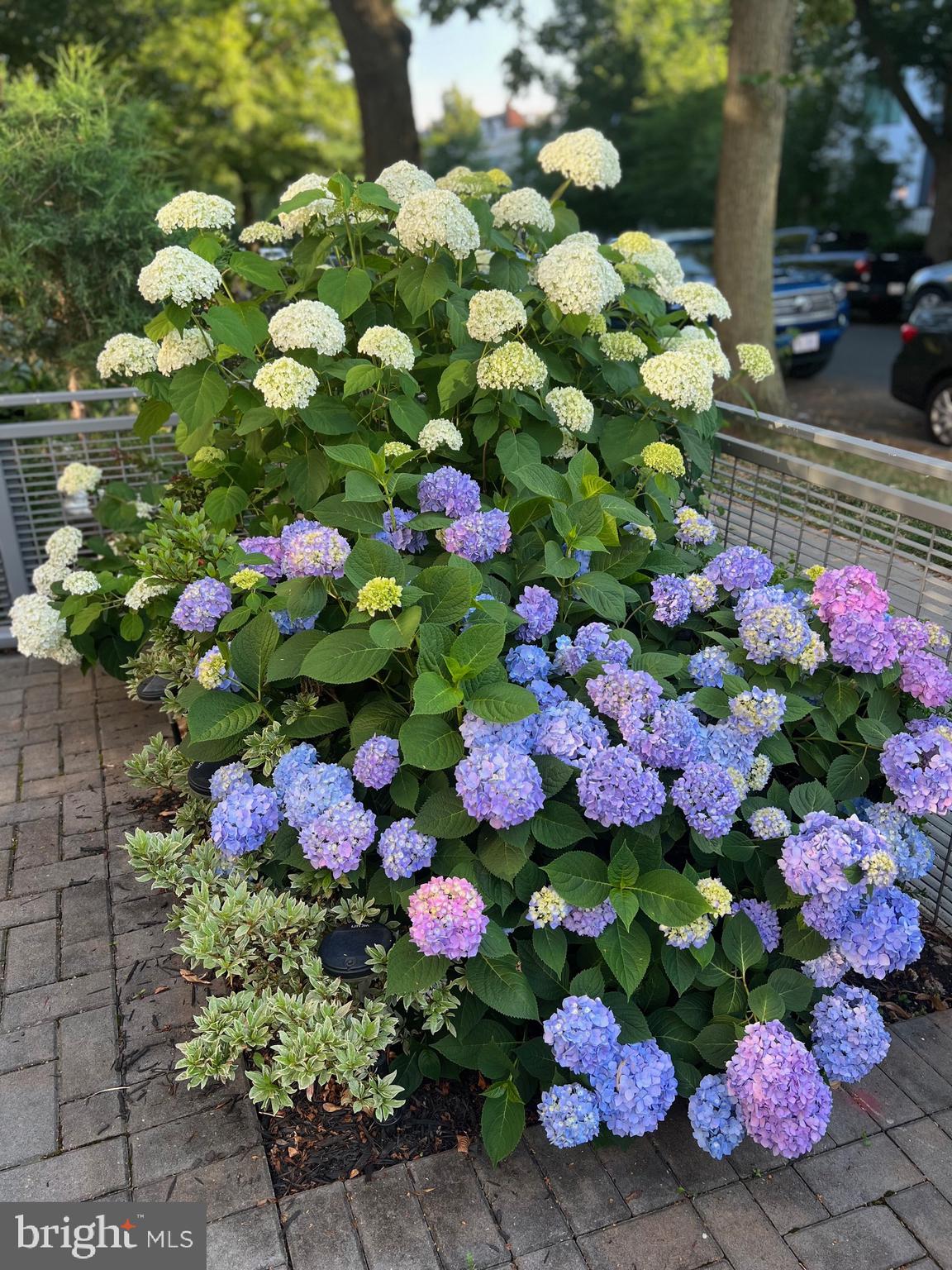 1143 5th Street Northeast, Unit 1 Washington, DC 20002 - Photo 37 of 54