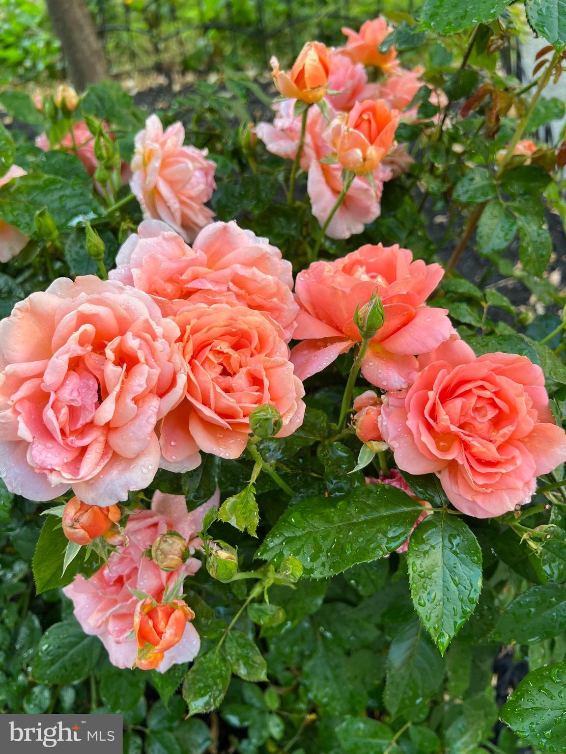 1143 5th Street Northeast, Unit 1 Washington, DC 20002 - Photo 38 of 54 view of a flower in a garden
