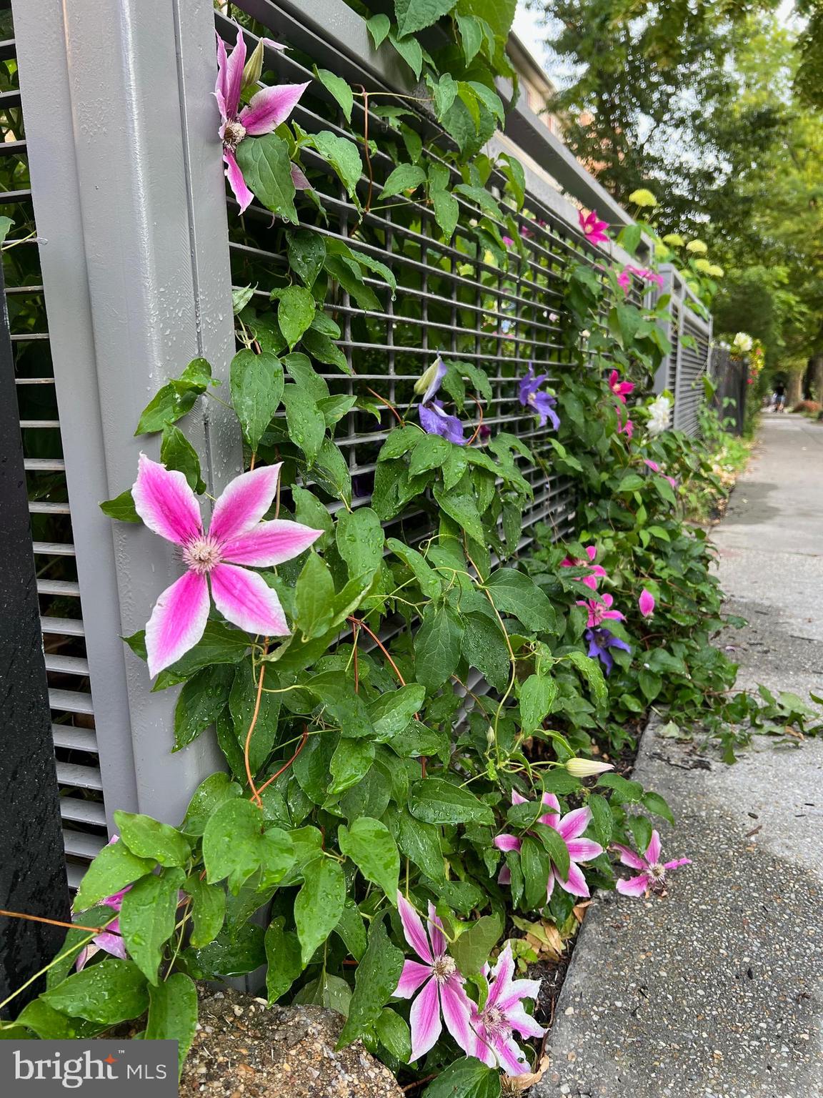1143 5th Street Northeast, Unit 1 Washington, DC 20002 - Photo 39 of 54 a view of a flower
