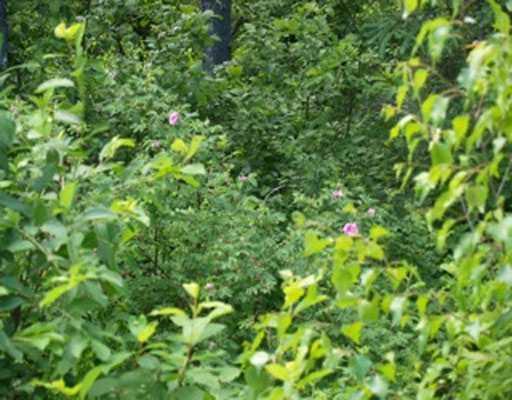 Lot#0 Tar Ridge Road Springfield, ME 04487 - Photo 8 of 8 Land/Lot.