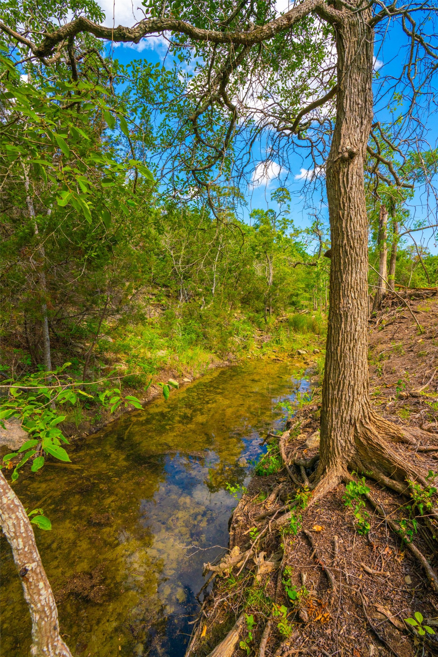 0 Spring Creek Ranch Wimberley, TX 78676 - Photo 13 of 29