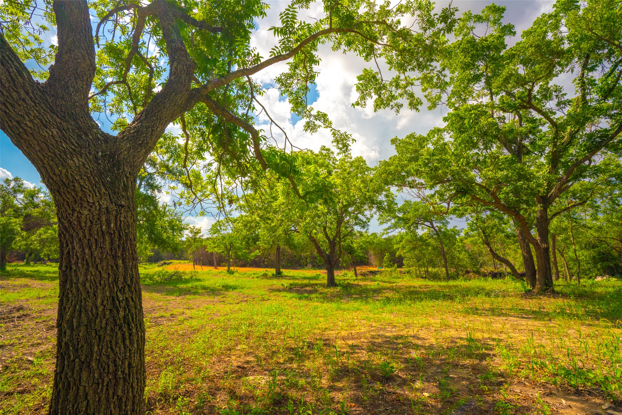 0 Spring Creek Ranch Wimberley, TX 78676 - Photo 18 of 29 a view of yard with swimming pool