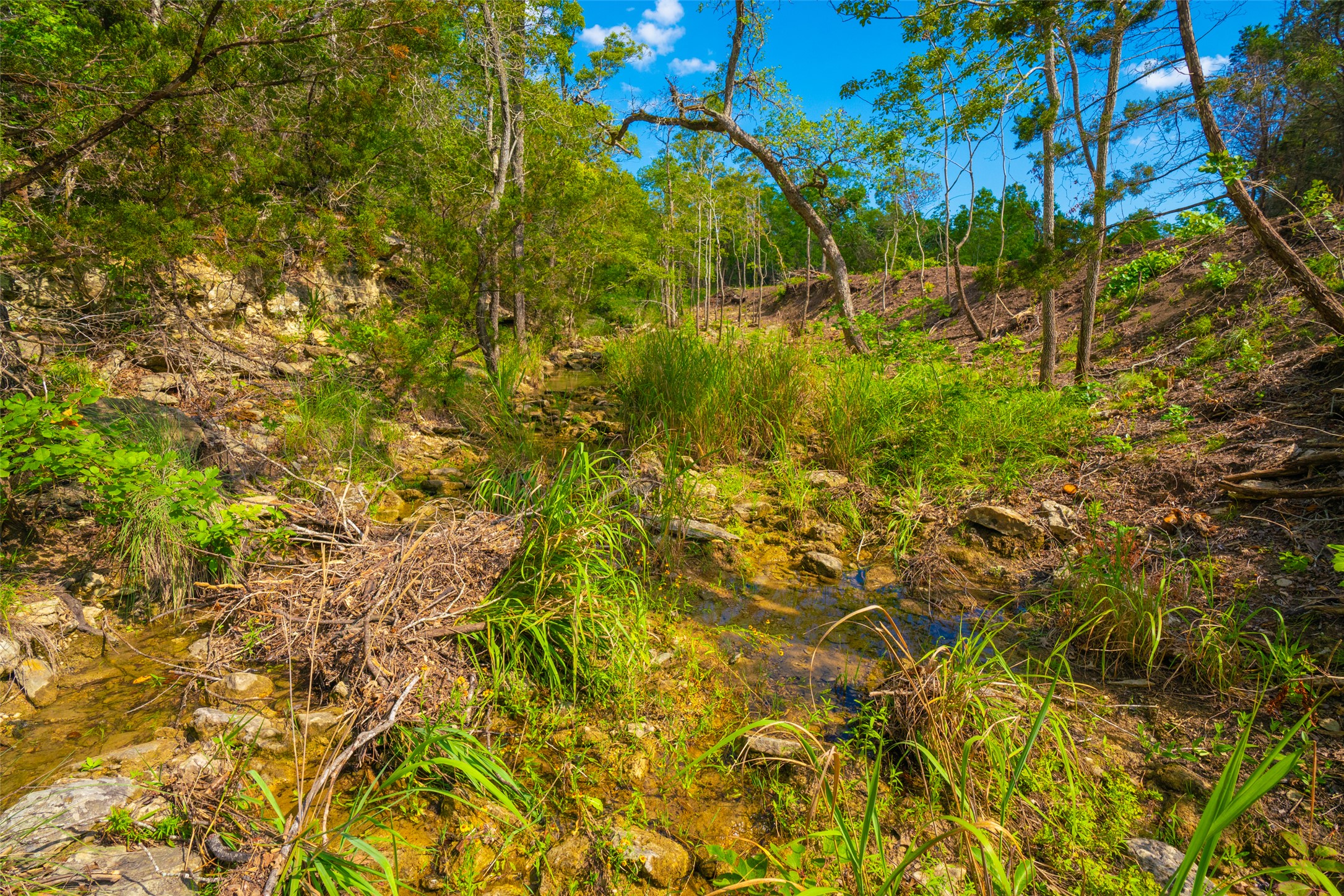 0 Spring Creek Ranch Wimberley, TX 78676 - Photo 20 of 29 a view of a tree with a yard